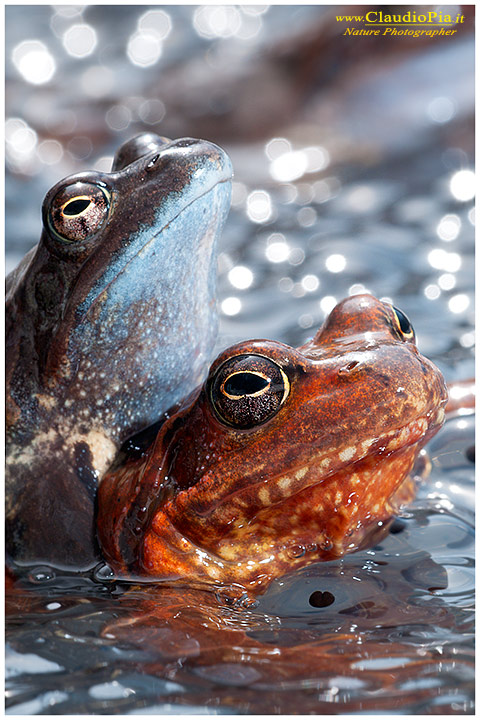  rana temporaria, rana alpina, common frog, rana_bermeja, val d Aveto, mating, deposizione uova, ovature